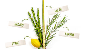 The four species of sukkot