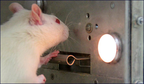 Lab Rats Facebook Facebook Rats | Aish
