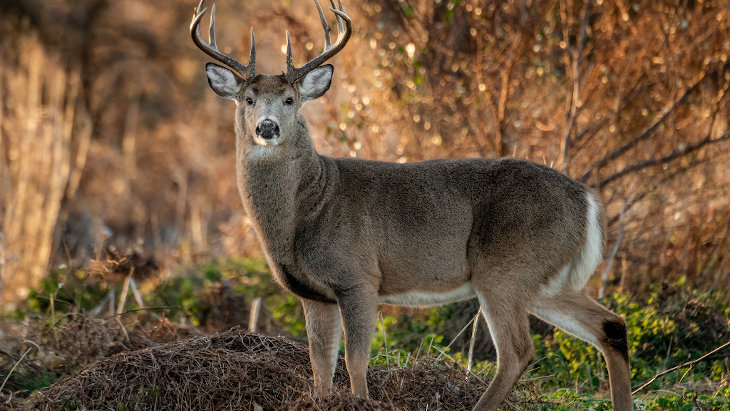 The Song of the Deer | Aish