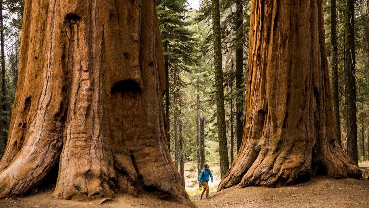 Tu B’Shvat and the Healing Power of Nature